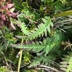 Pedicularis recutita Leaf