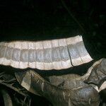 Entada polystachya Fruto