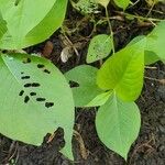Persicaria virginiana Leaf