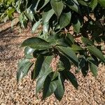 Quercus myrsinifolia Blatt