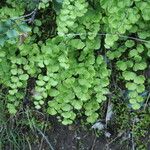 Adiantum jordanii Celota