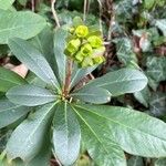 Euphorbia amygdaloides Habit