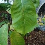 Magnolia acuminata 葉