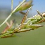 Lolium pratense Fruit