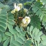 Albizia lebbeck Агульны выгляд