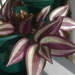 Tradescantia zebrina Листок