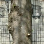 Tilia × europaea Bark