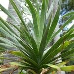 Dracaena draco Folha