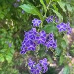 Duranta erectaFloro