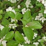 Cornus kousa برگ