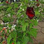 Hibiscus moscheutos Blomma