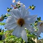 Dahlia imperialis Cvet