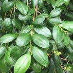 Syzygium paniculatum Листок