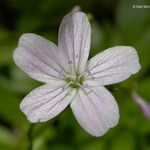 Montia parvifolia Kvet