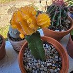 Gymnocalycium mihanovichii Leaf