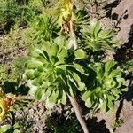 Aeonium undulatum Облик