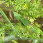 Lathyrus aphaca Fuelha