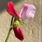 Lathyrus odoratus Květ