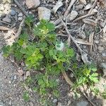 Medicago laciniata Blad