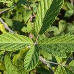 Rubus discolorHostoa