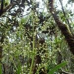 Lomandra insularis Flors