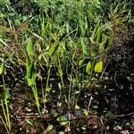 Pontederia cordata Habit