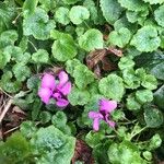Cyclamen repandum Flor