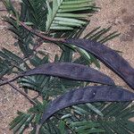 Pentaclethra macroloba Fruit