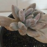 Pachyphytum kimnachii Leaf