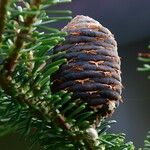 Abies koreana Fruit