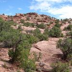 Juniperus osteosperma Hoja