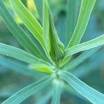 Euphorbia esula Leaf