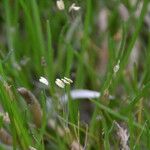 Littorella uniflora Habit