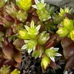 Sedum litoreum Virág