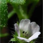 Nemophila parviflora Kukka