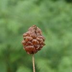 Trifolium badium Meyve
