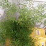 Asparagus densiflorus Листок