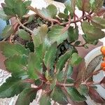 Kalanchoe longiflora Blomma