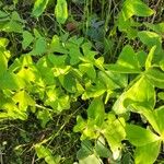 Oxalis latifolia Blad