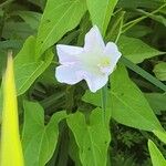 Calystegia sepiumКветка