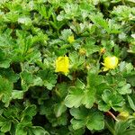 Potentilla crantzii Feuille