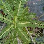 Phyllanthus amarus Feuille