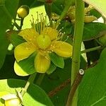 Hypericum × inodorum Flower