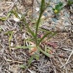 Wahlenbergia capillaris Leaf