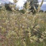 Helictochloa bromoides Likasa