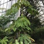 Cecropia peltata Yaprak