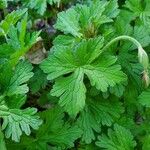 Geranium himalayense Fuelha