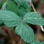 Rubus questieri Blad