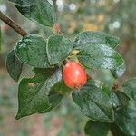 Cotoneaster simonsii Φύλλο