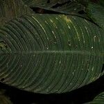 Notopleura polyphlebia Hoja